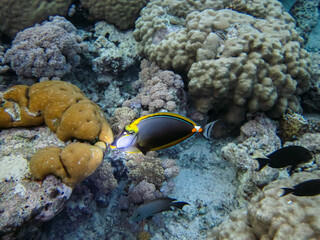 Fabulously beautiful inhabitants of the coral reef of the Red Sea