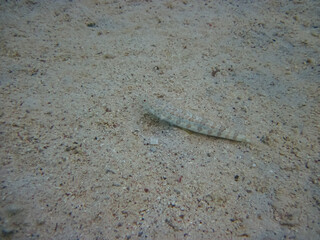 Fabulously beautiful inhabitants of the coral reef of the Red Sea