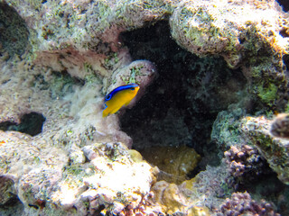 Fabulously beautiful inhabitants of the coral reef of the Red Sea