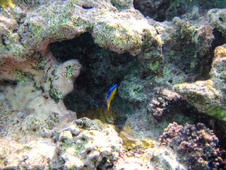 Fabulously beautiful inhabitants of the coral reef of the Red Sea