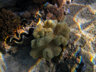 Fabulously beautiful inhabitants of the coral reef of the Red Sea