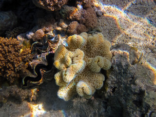 Fabulously beautiful inhabitants of the coral reef of the Red Sea