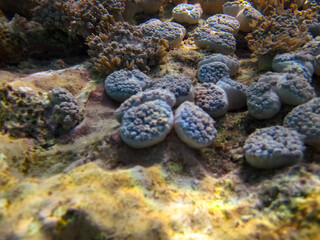 Fabulously beautiful inhabitants of the coral reef of the Red Sea