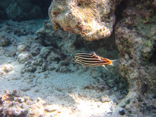 Fabulously beautiful inhabitants of the coral reef of the Red Sea
