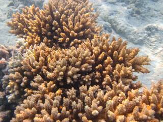 Fabulously beautiful inhabitants of the coral reef of the Red Sea
