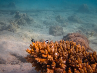 Fabulously beautiful inhabitants of the coral reef of the Red Sea