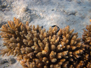 Fabulously beautiful inhabitants of the coral reef of the Red Sea