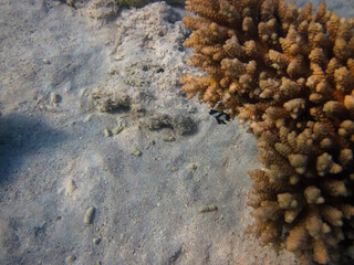 Fabulously beautiful inhabitants of the coral reef of the Red Sea