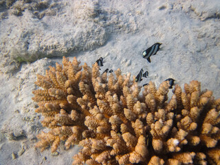 Fabulously beautiful inhabitants of the coral reef of the Red Sea