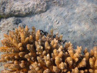 Fabulously beautiful inhabitants of the coral reef of the Red Sea