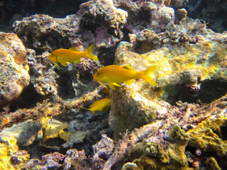 Fototapeta na wymiar Fabulously beautiful inhabitants of the coral reef of the Red Sea
