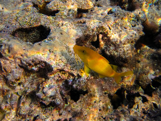 Fototapeta na wymiar Fabulously beautiful inhabitants of the coral reef of the Red Sea