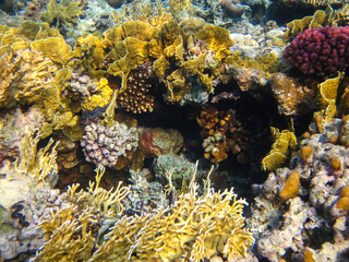 Fabulously beautiful inhabitants of the coral reef of the Red Sea