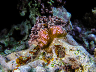 Fabulously beautiful inhabitants of the coral reef of the Red Sea