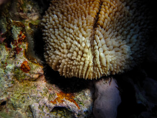 Fabulously beautiful inhabitants of the coral reef of the Red Sea