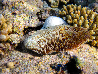 Fabulously beautiful inhabitants of the coral reef of the Red Sea