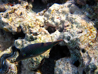 Fabulously beautiful inhabitants of the coral reef of the Red Sea