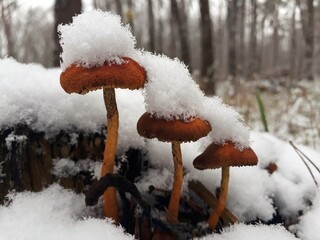 mushroom on snow