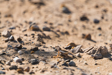 A predatory round-headed lizard in the hot Kyzylkum desert in Uzbekistan, Phrynocephalus hunts among the desert sands