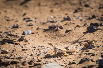 A predatory round-headed lizard in the hot Kyzylkum desert in Uzbekistan, Phrynocephalus hunts among the desert sands