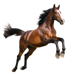 Jumping Horse Isolated on Transparent Background (PNG)