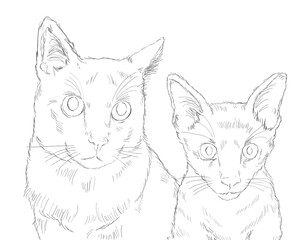 Obraz premium Cat pet portrait black and white pencil drawing