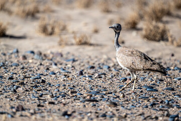 gray bustard in natural conditions in the steppe in a national park in Kenya