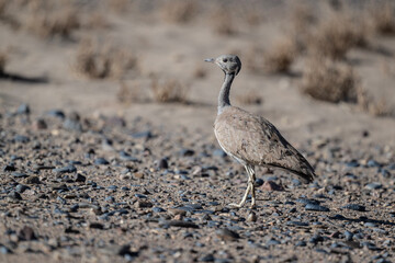 gray bustard in natural conditions in the steppe in a national park in Kenya