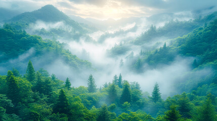A lush, green forest with tall trees and ferns growing beneath a misty sunrise.