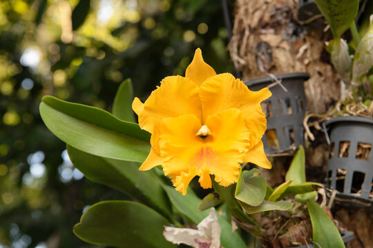 Cattleya orchid yellow flowers