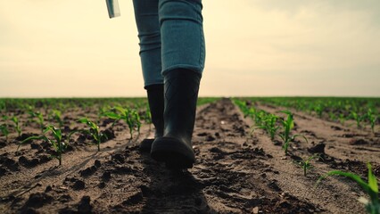 Owner of farm walks through cornfield. Farmer go on field with corn sprouts. Farmers feet in rubber...