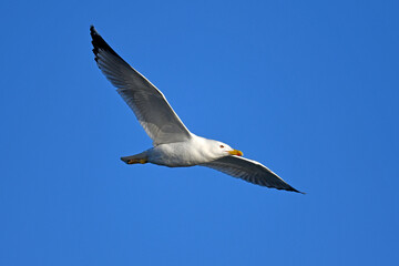 Obraz premium Yellow-legged gull // Mittelmeermöwe (Larus michahellis) - Greece