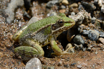 Türkischer Wasserfrosch // Levant water frog (Pelophylax cf. bedriagae / Pelophylax sp.) - Dalyan,...