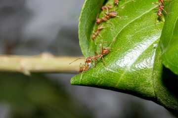 Close up red ant on green leaf in nature garden