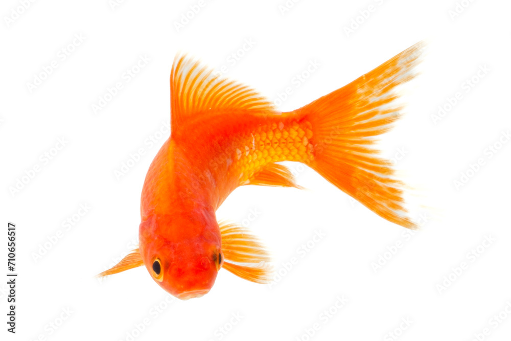 Wall mural Goldfish isolated on the white background, clipping paths included in file. - Wall murals