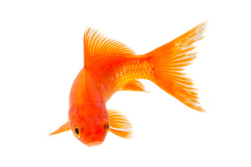 Goldfish isolated on the white background, clipping paths included in file.