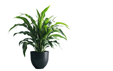 Isolated Indoor Corn Plant on a transparent background