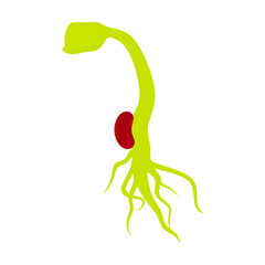 Fototapeta premium Vector illustration of red bean sprouts with green leaves. The beans begin to grow with roots. Isolated on white background.