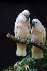 Couple moluccan cockatoo bird is love and eatting in garden