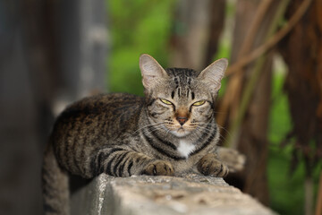 Close up gray cat house is want to sleep on the old wall near the garden