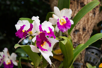 Cattleya orchid purple flowers
