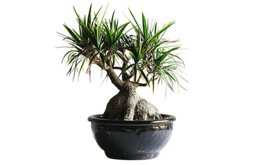 Dragon Tree in Black Pot on a transparent background