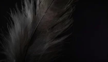 Foto op Plexiglas beautiful feather wool dark black with light abstract background illustration © Katherine