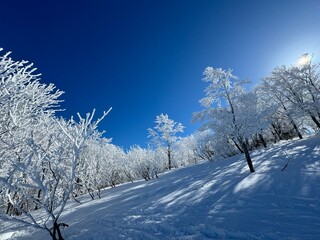 2024年1月の福島県のネコママウンテンの北エリアの霧氷と青空