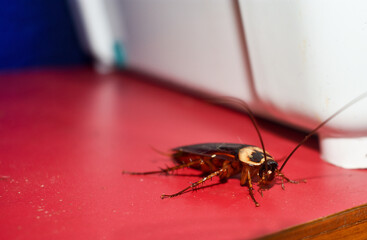 Periplaneta cockroach, known as the red cockroach or American cockroach walking on the table of the...