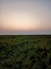 Sunset over a field of green grass in the evening. Selective focus.