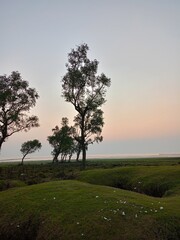 Sunset on the golf course with two trees and grassland.
