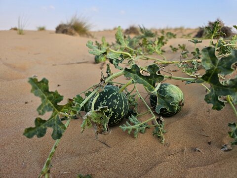 Citrullus ecirrhosus desert watermelon image isolated Nice background display Beautiful colourful natural beauty scenery Great Views HD Photo