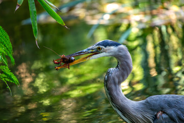 San Francisco's Stately Sentinel - Great Blue Heron at Heron's Head Park