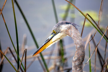San Francisco's Stately Sentinel - Great Blue Heron at Heron's Head Park
